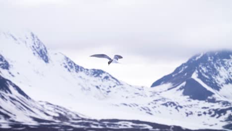 Un-Pájaro-Charrán-ártico-Agita-Sus-Alas-Mientras-Se-Cierne-Sobre-Su-Nido-Protegiendo-Sus-Huevos