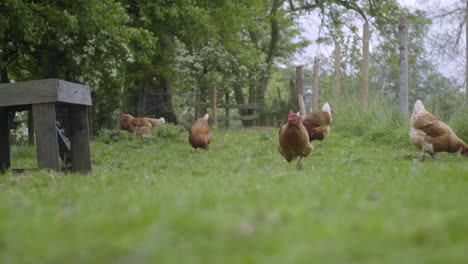 Group-of-chickens-walking-through-lush-pasture-in-slow-motion