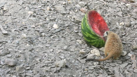 Erdmännchen,-Das-An-Einem-Sonnigen-Tag-Wassermelone-Isst