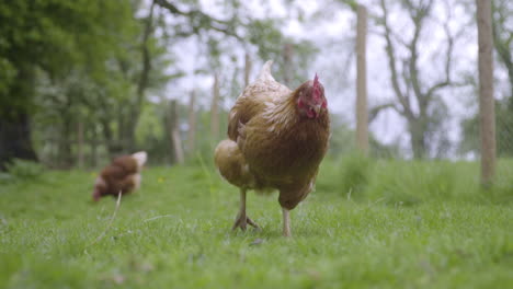Chicken-walks-towards-camera-in-green-pasture-in-slow-motion