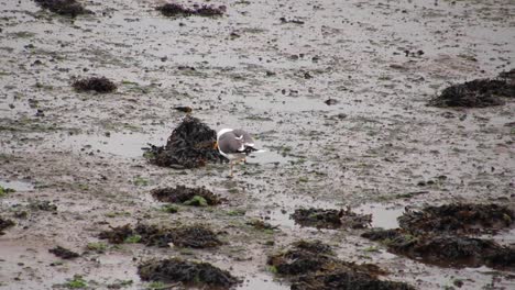 Dirty-seagull-scratching-and-walking-around-and-looking-for-food-in-the-mud