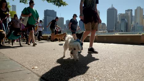 million-paws-walk,-dog-walking-at-southbank,-brisbane-2018---dog-park,-dog-walking-with-owner---people-in-public-area