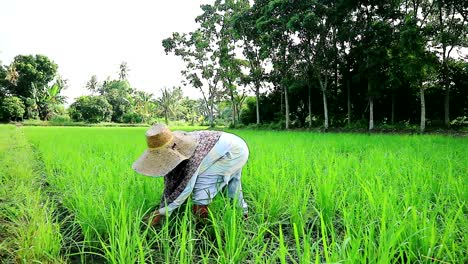 organic-paddy-fields-weeds-control-by-farmer