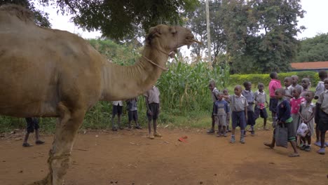 African-children-staring-at-a-large-dromedary-camel-in-a-rural-African-village