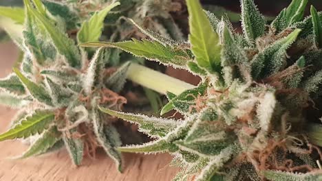 Nahaufnahme-Der-Marihuana-Pflanze-Auf-Dem-Holztisch