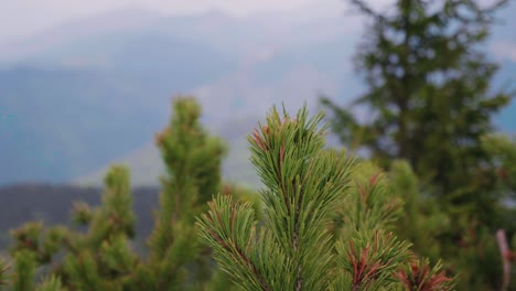 Cerca-De-Pino-Enano---Pinus-Mugo---A-Gran-Altura-En-El-Parque-Nacional-De-High-Tatras,-Eslovaquia