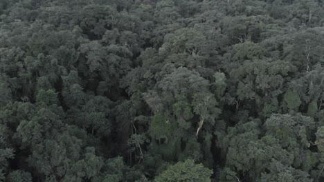 Wunderschöne-Baumdetails-Brasilianische-Regenwald-Drohnenaufnahmen-4k
