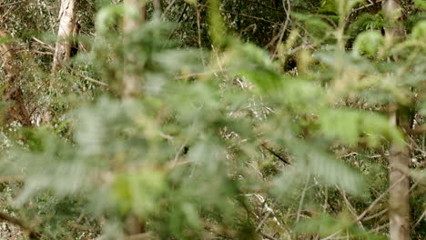 Nahaufnahme-Eines-Einheimischen-Australischen-Schwarzwattle-Baums,-Rack-Fokus