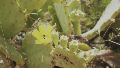 Cerca-De-Un-Abejorro-Recogiendo-Polen-De-Una-Flor-En-Un-Cactus-En-El-Port-De-La-Selva-En-España