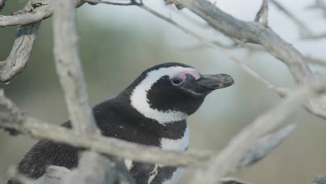 Pinguino-Al-Acecho-En-La-Patagonia
