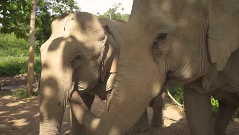 Zwei-Elefanten-Stehen-Nebeneinander-Und-Einer-Mit-Seinem-Rüssel-Im-Anderen-Elefantenmaul,-Wenn-Die-Kamera-Vorbeigeht