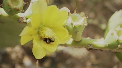 Close-up-of-a-bumblebee-that-is-collecting-pollen-from-a-flower-on-a-cactus-in-El-Port-de-la-Selva-in-Spain