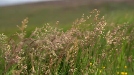 Gras--Und-Moorlandschaften,-Die-Im-Wind-Wehen