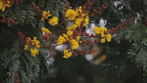 Yellow-trumpet-bush-flowers-waving-in-the-air-above-the-tree