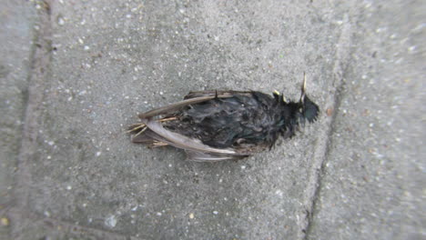 finding-a-dead-starling-in-the-morning