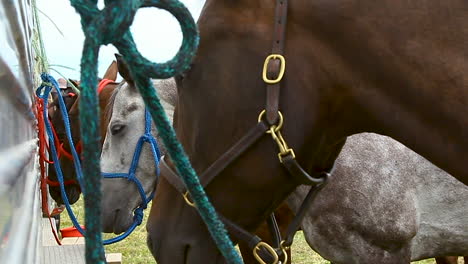 four-horses-tied-to-a-trailer_close-up