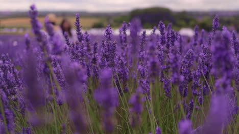 Lavender-farm-in-slow-motion-with-bokeh
