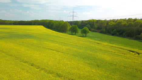 Aerial-view-of-blooming-canola-field-power-pole-in-the-background