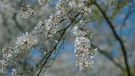 Video-slow-motion-cherry-blossoms-moved-in-the-wind-against-a-background-of-the-pure-blue-sky