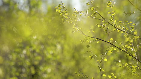 Beautiful-scenic-springtime-view-of-green-birch-tree-leaves-shining-in-sunshine-and-moving-in-breeze-on-sunny-day,-static-shallow-focus