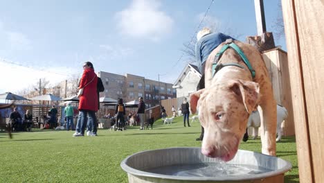 An-adorable-puppy-drinks-water-out-of-a-bowl-in-an-upscale-urban-dog-park-and-bar-on-a-hot-summer-day