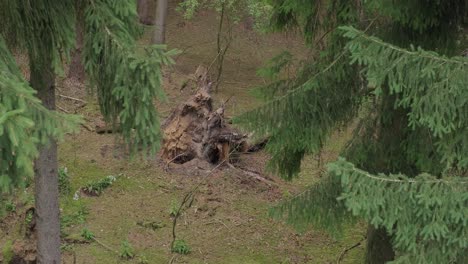 Roots-of-fallen-tree-sticking-out-from-ground-near-spruces-in-coniferous-forest