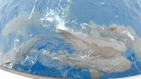 Tiburones-Limón-Peleando-Por-Comida-En-La-Superficie-Del-Agua-A-Cámara-Lenta
