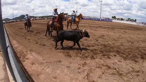 A-rodeo-cowboy-leads-a-steer-back-to-the-corral-after-the-steer-roping-event-a-has-finished