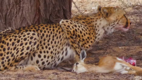 Cheetah-Munching-On-Its-Fresh-Kill-Springbok-Under-The-Shade-Of-A-Tree-In-A-Soaring-Heat-Of-The-Day-In-Kalahari-Desert,-South-Africa