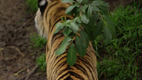 tiger-back-rubbing-against-leaves-slow-motion