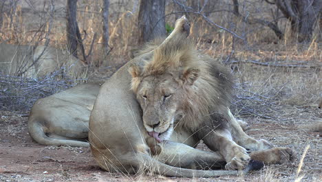 Close-view-of-male-lion-licking-himself-while-lying-on-dry-grass