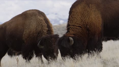 bison-grazing-close-up-with-amazing-mountains-background