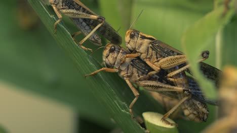 Couple-of-grasshoppers-sitting-on-plant-during-pairing-period