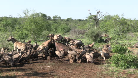 Hyena-and-Flock-of-Vultures-Eating-Flesh-From-Dead-Giraffe