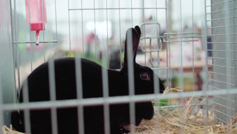 Black-Rabbit-Resting-In-A-Cage-With-Hay-During-An-Agricultural-Show-In-Cornwall,-England,-United-Kingdom