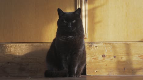 Schöne-Reife-Schwarze-Katze,-Die-Hoch-Steht,-Starker-Blick