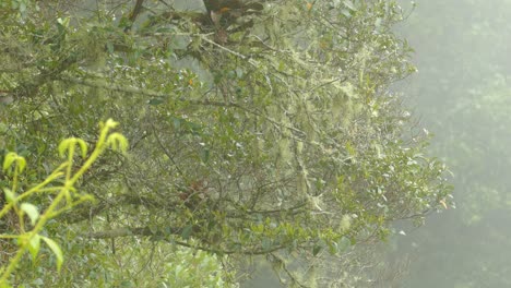 Birds-hoping-between-branches-of-a-mossy-tree-on-a-foggy-morning-in-Panama