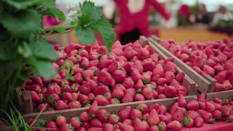 Frisch-Gepflückte-Erdbeeren-Werden-Auf-Dem-Obststand-Während-Der-Royal-Cornwall-Show-In-England,-Uk,-Ausgestellt