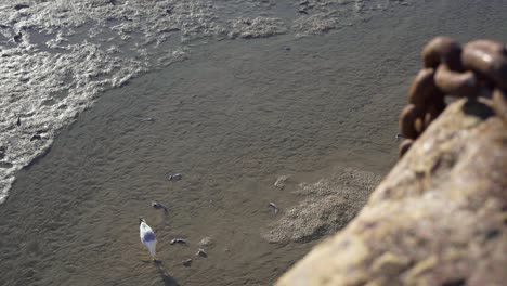Seagulls-Eating-Small-Dead-Fish-In-Shallow-Coastal-Area-In-St