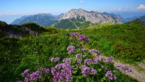 Camera-is-slowly-moving-up-over-purple-alpine-flowers-showing-Mountains-of-the-Alps-in-Switzerland-in-the-background-under-a-bue-sky