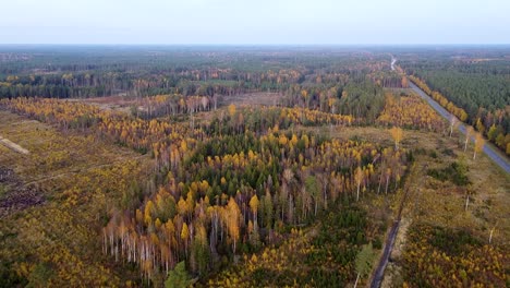 Beautiful-aerial-footage,-flying-over-colorful-autumn-forest-with-yellow-birches-and-firs,-wide-angle-birdseye-drone-shot-moving-forward
