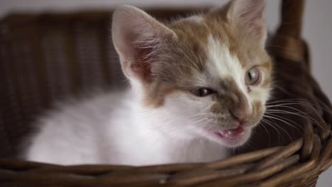 Tired-cute-white-and-ginger-kitten-yawning-close-up-shot