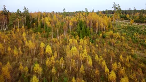 Beautiful-aerial-footage,-flying-over-colorful-autumn-forest-with-yellow-birches-and-firs,-wide-angle-drone-shot-moving-forward