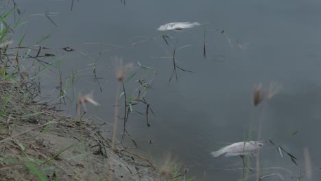 Close-Up-Footage-of-Dead-Nile-Tilapia-Fish-Floating-On-The-Water