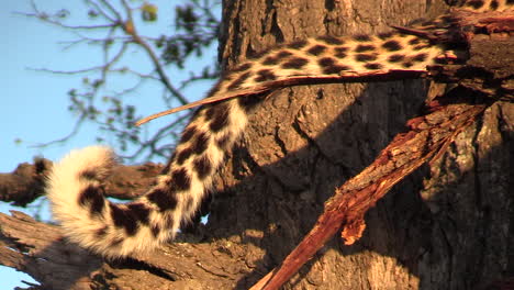 Close-up-of-a-leopard's-tail-wagging-against-a-natural-African-nature-background