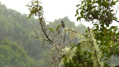 Rufous-Tailed-Hummingbird-perched-on-top-of-a-leafy-branch-of-the-middle-of-a-smoggy-Costa-Rica-forest