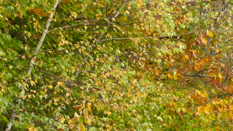 Small-bird-flying-around-autumn-colored-tree-leaves,-static-wide-shot