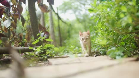 Adorable-curious-Tabby-marmalade-kitten-walking-down-overgrown-garden-path-towards-camera-slow-motion