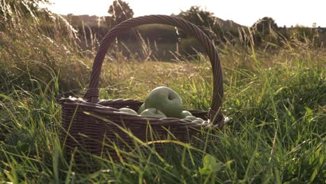Basket-of-ripe-green-apples-in-summer-meadow-zoom-in-medium-shot