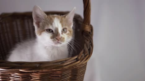 Cute-white-and-ginger-kitten-in-a-basket-medium-shot